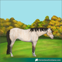 Horse Color:Gray Amber Cream Champagne Roan  and Gray Amber Cream Champagne Roan 