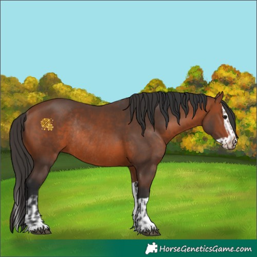 Horse Color:Bay Rabicano  and Bay Splash Rabicano 