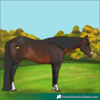 Horse Color:Brown Rabicano  and Brown Rabicano 