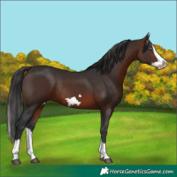 Horse Color:Brown Splash Frame Rabicano 