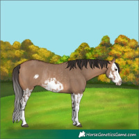 Horse Color:Bay Dun Splash Frame Rabicano  and Bay Dun Splash Frame Rabicano 