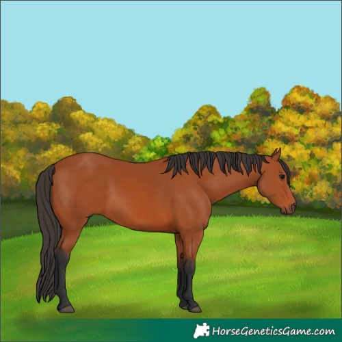 Horse Color:Bay and Bay
