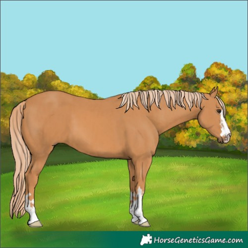 Horse Color:Chestnut  and Chestnut 