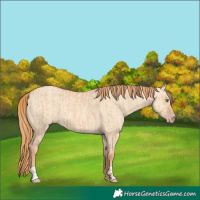 Horse Color:Gold Champagne Dun and Gold Champagne Dun