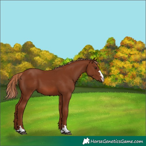 Horse Color:Chestnut 