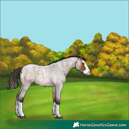 Horse Color:Bay Roan Splash 