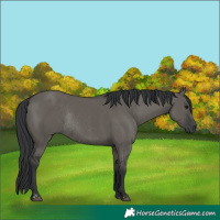 Horse Color:Grullo Rabicano  and Grullo Rabicano 