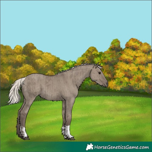 Horse Color:Silver Grullo  and Silver Grullo 