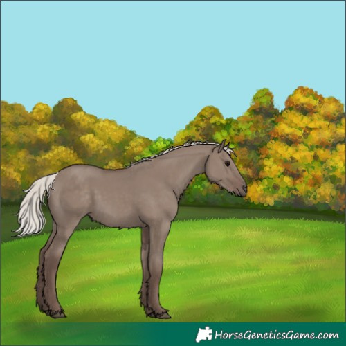 Horse Color:Silver Grullo 