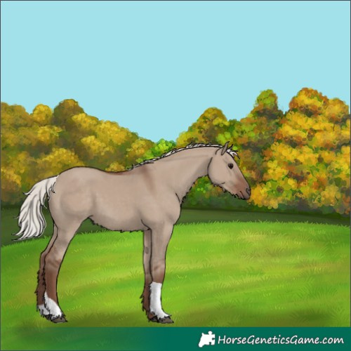 Horse Color:Silver Grullo Tobiano 