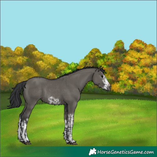 Horse Color:Grullo Frame Rabicano  and Grullo Splash Frame Rabicano 
