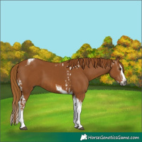 Horse Color:Gray Chestnut Splash Tobiano  and Gray Chestnut Splash Tobiano 