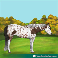 Horse Color:Gray Bay Splash Tobiano  and Gray Bay Splash Tobiano 