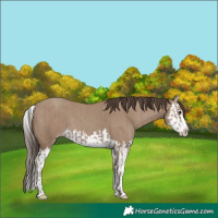 Horse Color:Classic Champagne Splash and Classic Champagne Splash