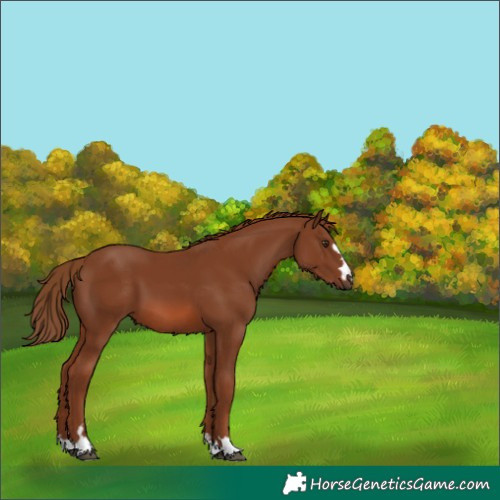 Horse Color:Chestnut 