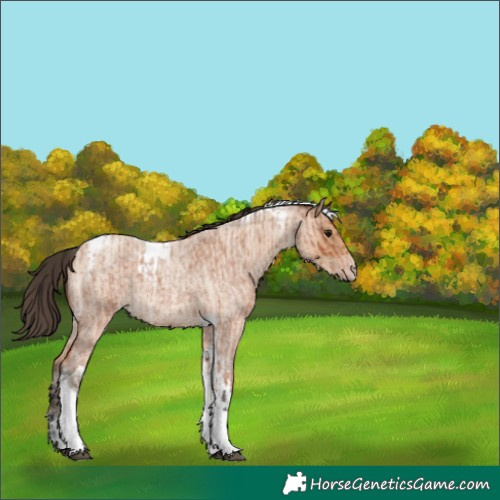 Horse Color:Bay Roan Tobiano  and Amber Champagne Roan Tobiano 
