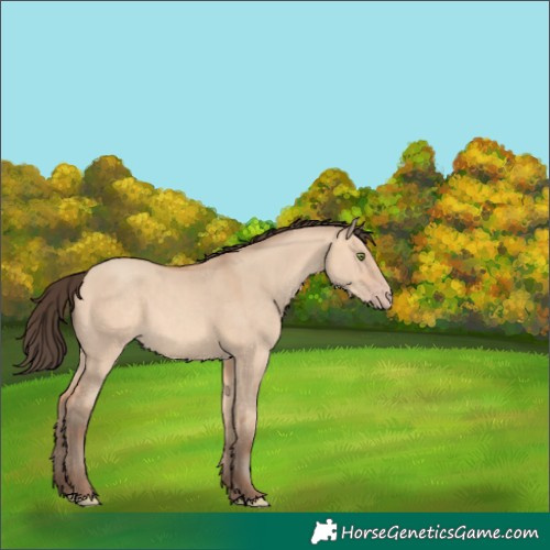 Horse Color:Amber Champagne Dun 
