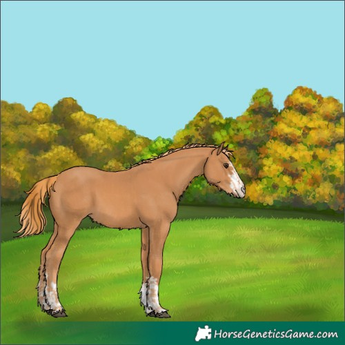 Horse Color:Chestnut  and Chestnut 