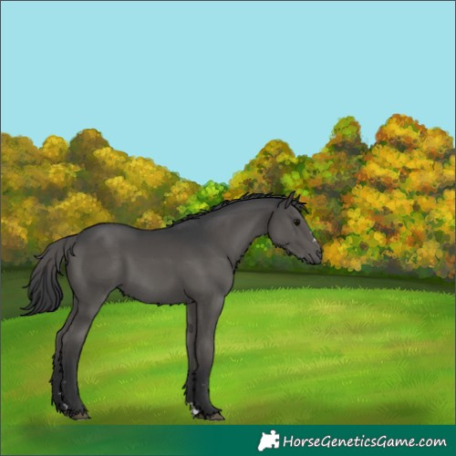 Horse Color:Black 