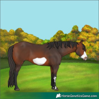Horse Color:Bay Frame Rabicano 