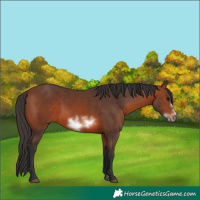 Horse Color:Bay Frame Rabicano 