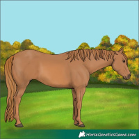 Horse Color:Chestnut 