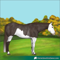 Horse Color:Liver Chestnut Rabicano  and Liver Chestnut Splash Rabicano 