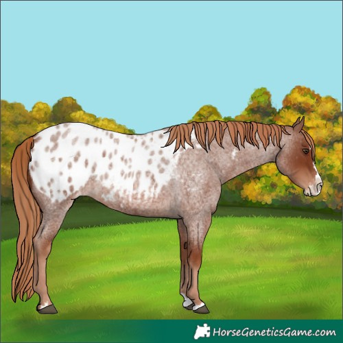 Horse Color:Red Roan Splash Appaloosa 