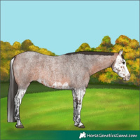 Horse Color:Bay Roan Splash  and Bay Roan Splash 
