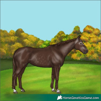 Horse Color:Gray Chestnut 