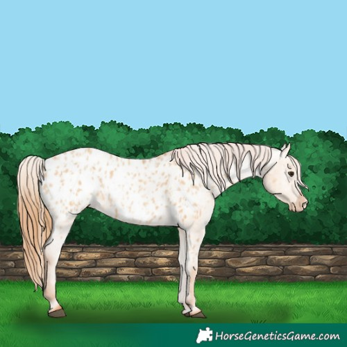 Horse Color:Red Dun Blanket  and Red Dun Blanket 