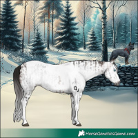 Horse Color:Gray Bay Splash Tobiano Frame and Gray Bay Splash Tobiano Frame Rabicano