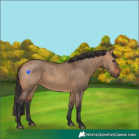 Horse Color:Bay Dun 