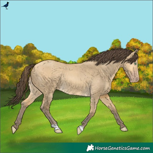 Horse Color:Amber Cream Champagne Dun Rabicano 