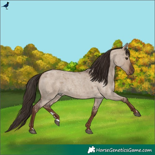 Horse Color:Liver Red Dun Roan Rabicano 