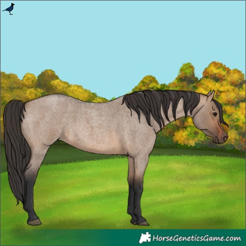 Horse Color:Brown Roan Dun Rabicano