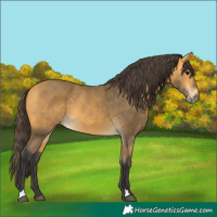 Horse Color:Buckskin 
