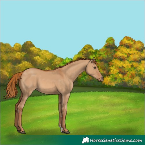 Horse Color:Red Dun 