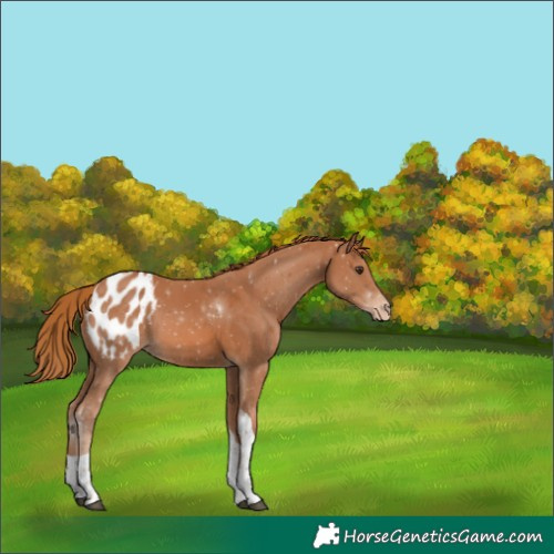 Horse Color:Chestnut Tobiano Appaloosa