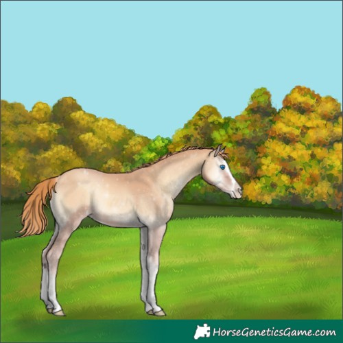 Horse Color:Gold Champagne Onyx Splash Appaloosa 