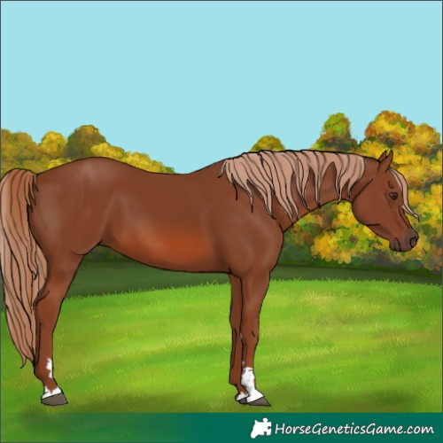 Horse Color:Chestnut 