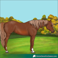 Horse Color:Chestnut 