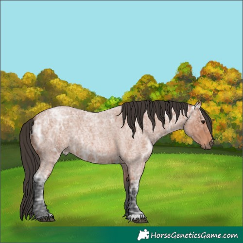 Horse Color:Bay Ice Roan 