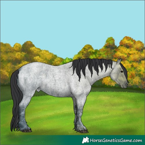 Horse Color:Blue Ice Roan Rabicano 