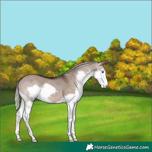 Horse Color:Silver Brown Dun Splash 