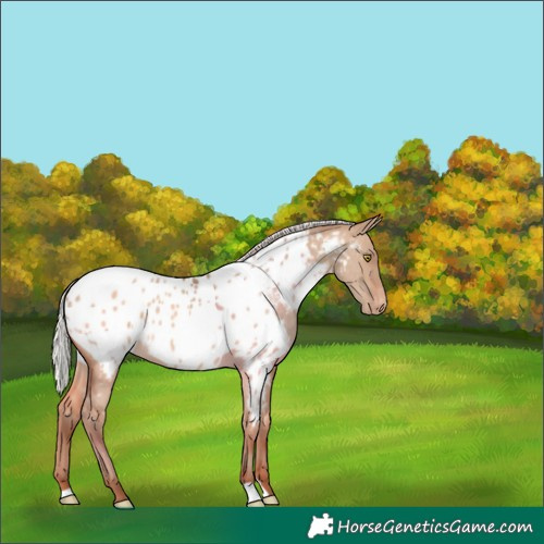 Horse Color:Silver Sable Champagne Dun Appaloosa 