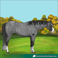 Horse Color:Blue Roan Splash 