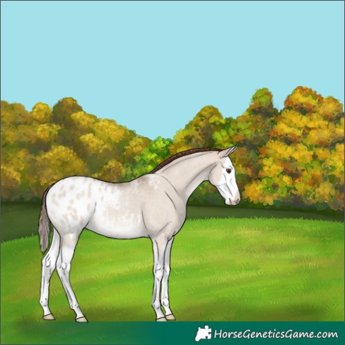 Horse Color:Classic Champagne Roan Dun Splash Appaloosa 