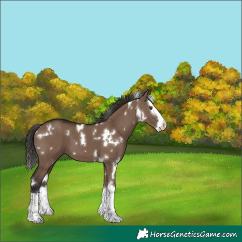 Horse Color:White Spotted Liver Red Dun Splash 