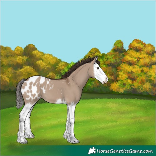 Horse Color:White Spotted Liver Red Dun Splash Appaloosa 